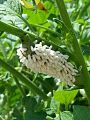 A tobacco hornworm with wasp cocoons