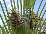 Travellers Palm and flower, India