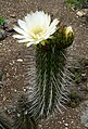 Trichocereus chiloensis