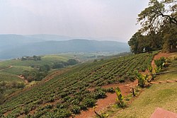 Tea and more plantation in Tzaneen