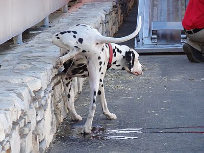 Dogs excrete sex pheromones in urine.[1]