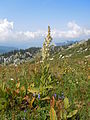 Vue de la plante dans son habitat, les prairies d'altitude, ici le Massif de la Chartreuse.