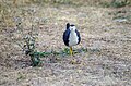 White Breasted Waterhen