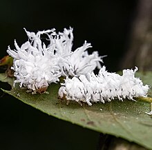 Woolly Butternut Sawfly (Eriocampa juglandis) larvae