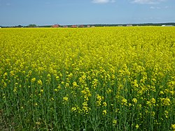 Yellow Fields of Kokoszkowy