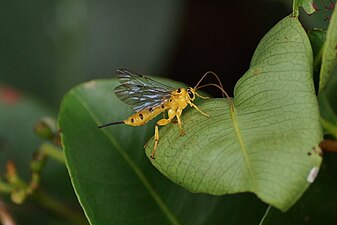 Female Xanthopimpla punctata. Ovipositor longer and more slender than stingers of aculeate wasps