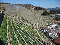 南いよ風景かいどう・遊子水荷浦の段畑（愛媛県宇和島市） 作者：Osamiw