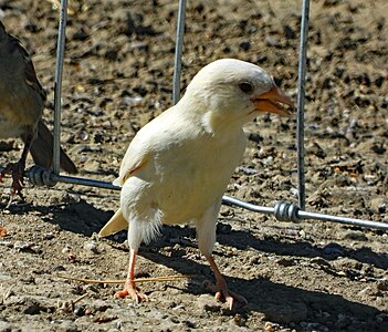 A Leucistic House Sparrow in Kaycee, Wyoming USA