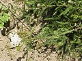 Achillea asplenifolia