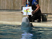 Beluga whale painting