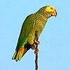 Green Parrot sitting on branch