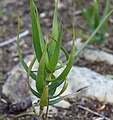 The rare "dense-flowered" form (sometimes called var. densiflora)