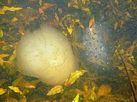 Polymorphic spotted salamander egg masses: white morph (left) and clear morph (right)