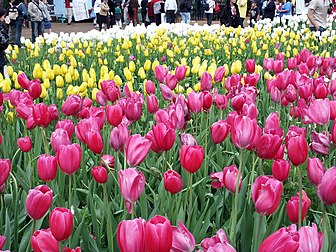 Parterre de tulipes du jardin botanique d’Araluen, à Roleystone (Australie). (définition réelle 1 024 × 768*)