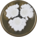 Aspergillus botucatensis growing on MEAOX plate