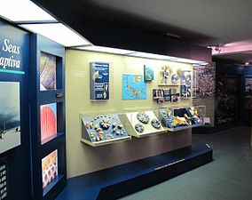 One of the museum exhibits on the shells of Sanibel Island