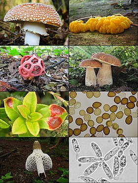 Diferentes tipos de basidiomicetes.