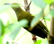 back view of spiderhunter with greenish upperparts
