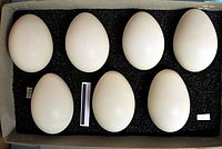 Eggs, collection Museum Wiesbaden, Germany