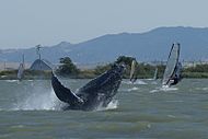 La ballena Dawn en el río Sacramento