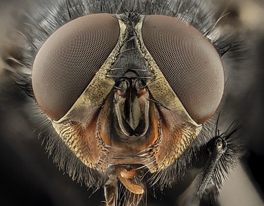 Calliphora vicina head, by the USGS Bee Inventory and Monitoring Lab