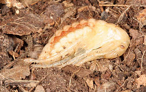 Pupa