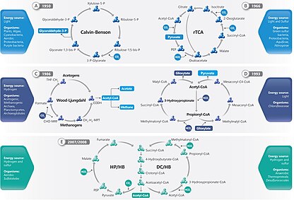 Overview of the Six Biological Fixation Cycles