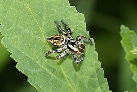 Carrhotus viduus ♀