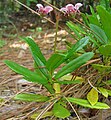 小喜冬草（英语：Chimaphila menziesii）是一种低矮的草本杜鹃花科植物，广布于北美洲西部沿岸的林下