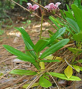 Chimaphila menziesii. Общий вид растения