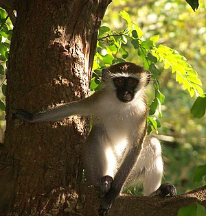 버빗원숭이 (Chlorocebus pygerythrus)