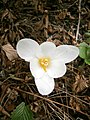 Crocus pulchellus 'Zephyr' inside of the flower