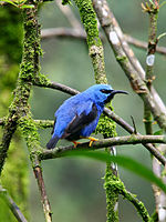 Shining Honeycreeper (male)