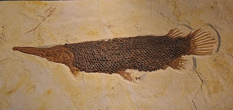 Lepisosteus simplex.