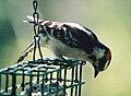 Hairy Woodpecker on feeder.