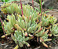 Dudleya caespitosa