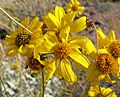 Encelia farinosa