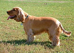 Cocker spaniel inglés