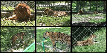 Felinos Zoológico de Caricuao