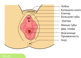 Схема строения вульвы