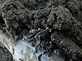 A small colony of Australian tubeworms