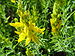 Genista hirsuta