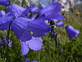 Scheuchzers Glockenblume (Campanula scheuchzeri)