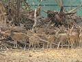 Group of Spotted Deer at the New Enclosure