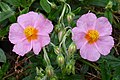 Helianthemum 'Lawrenson's Pink'