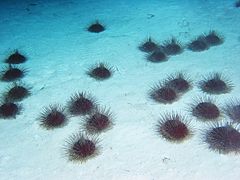 Heterobrissus hystrix (abyssal)