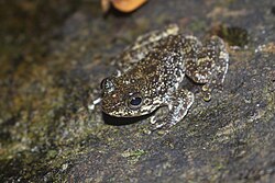 Hong Kong cascade frog (Amolops hongkongensis) at a waterfall in Hong Kong