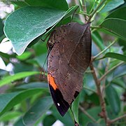 コノハチョウ Kallima inachus (コノハチョウ族(Kallimini)) 擬態