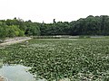 A tranquil pond on the grounds of Kashihara-jingū.