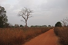 This shows a laterite road near Kounkane, Upper Casamance, Senegal. It resembles a red graveled road.
